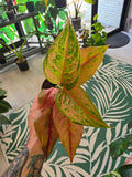 Agleonema No ID