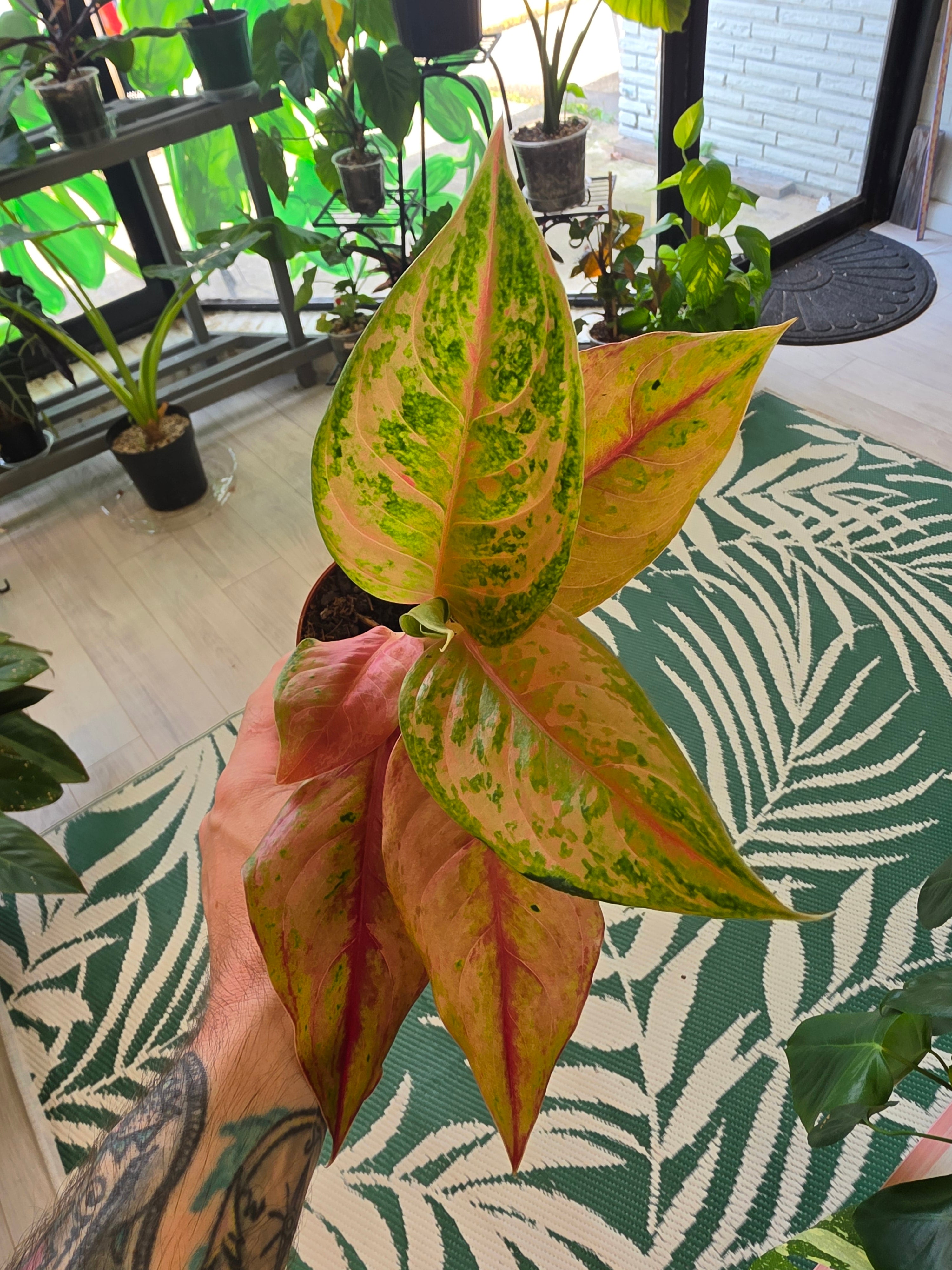 Agleonema No ID