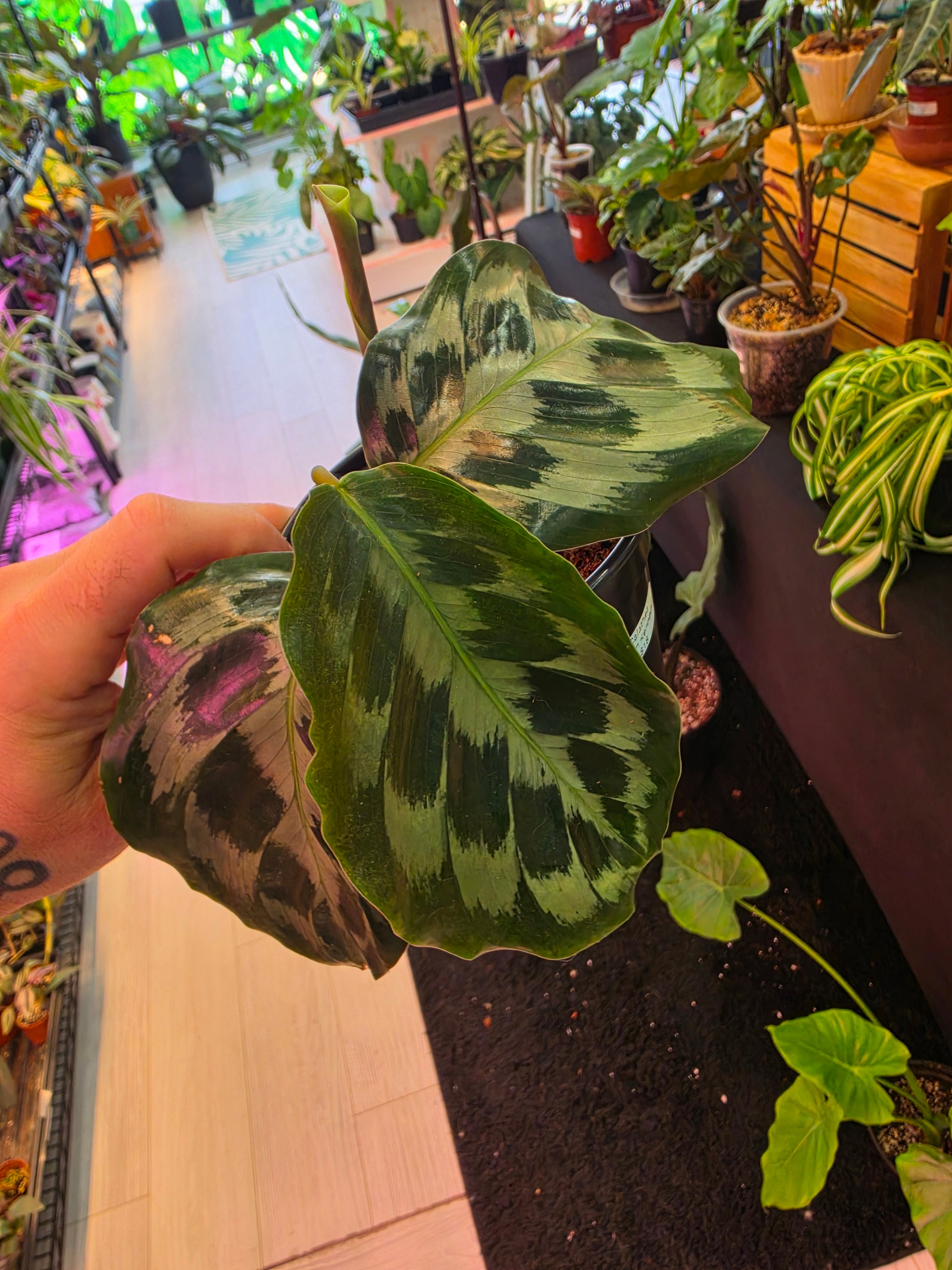 Calathea Helen Kennedy
