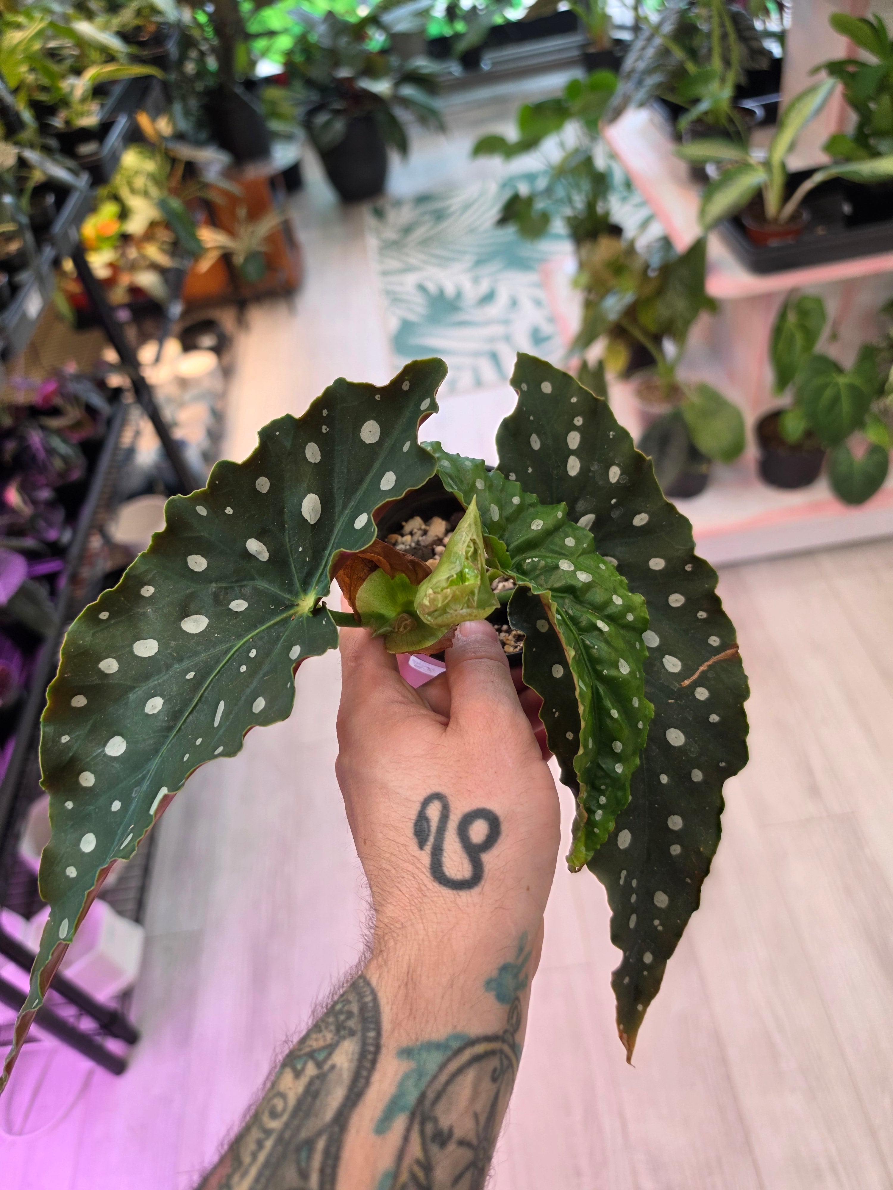 Begonia Maculata