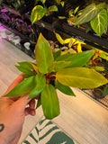 Philodendron Prince of Orange