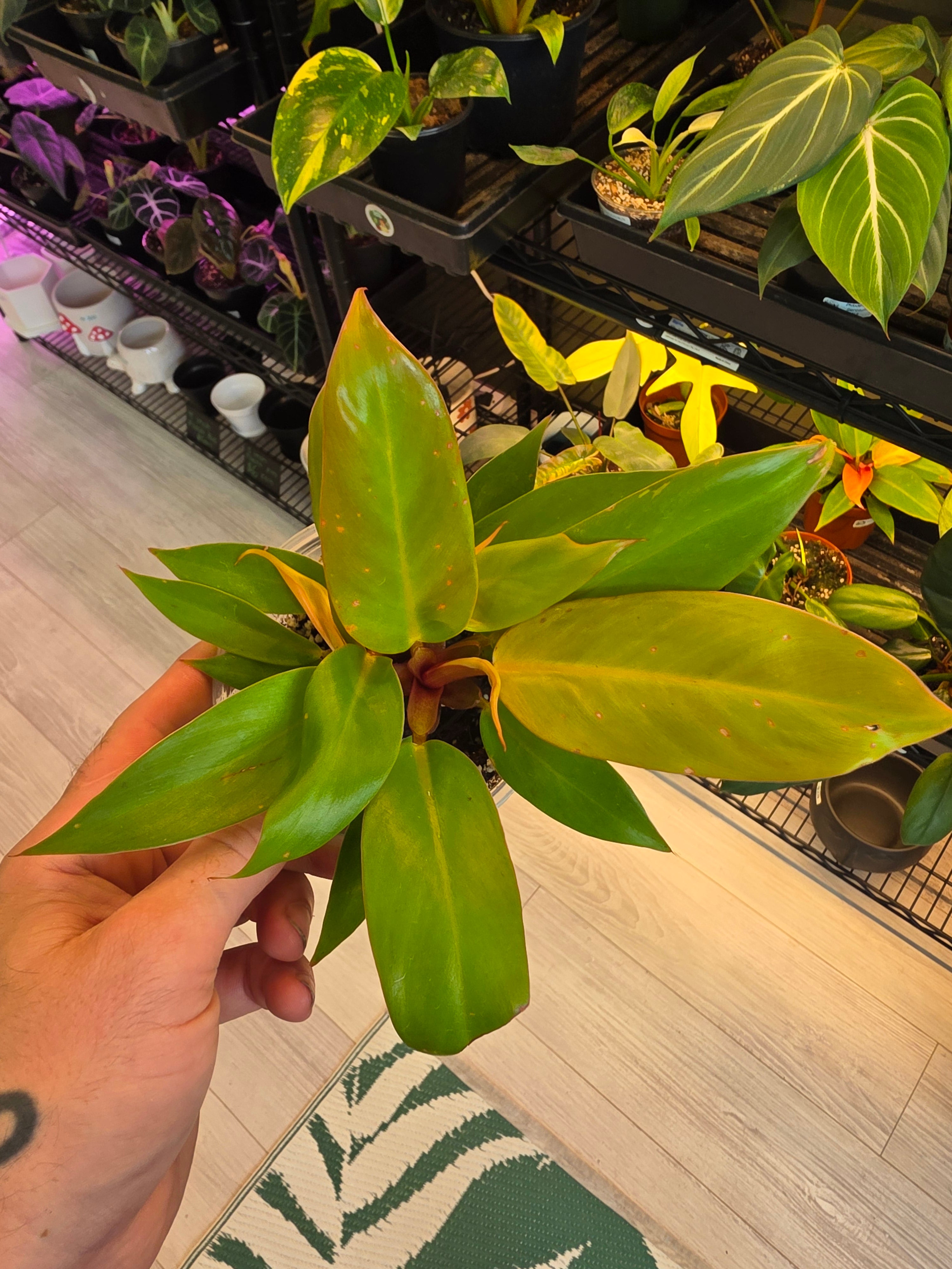 Philodendron Prince of Orange