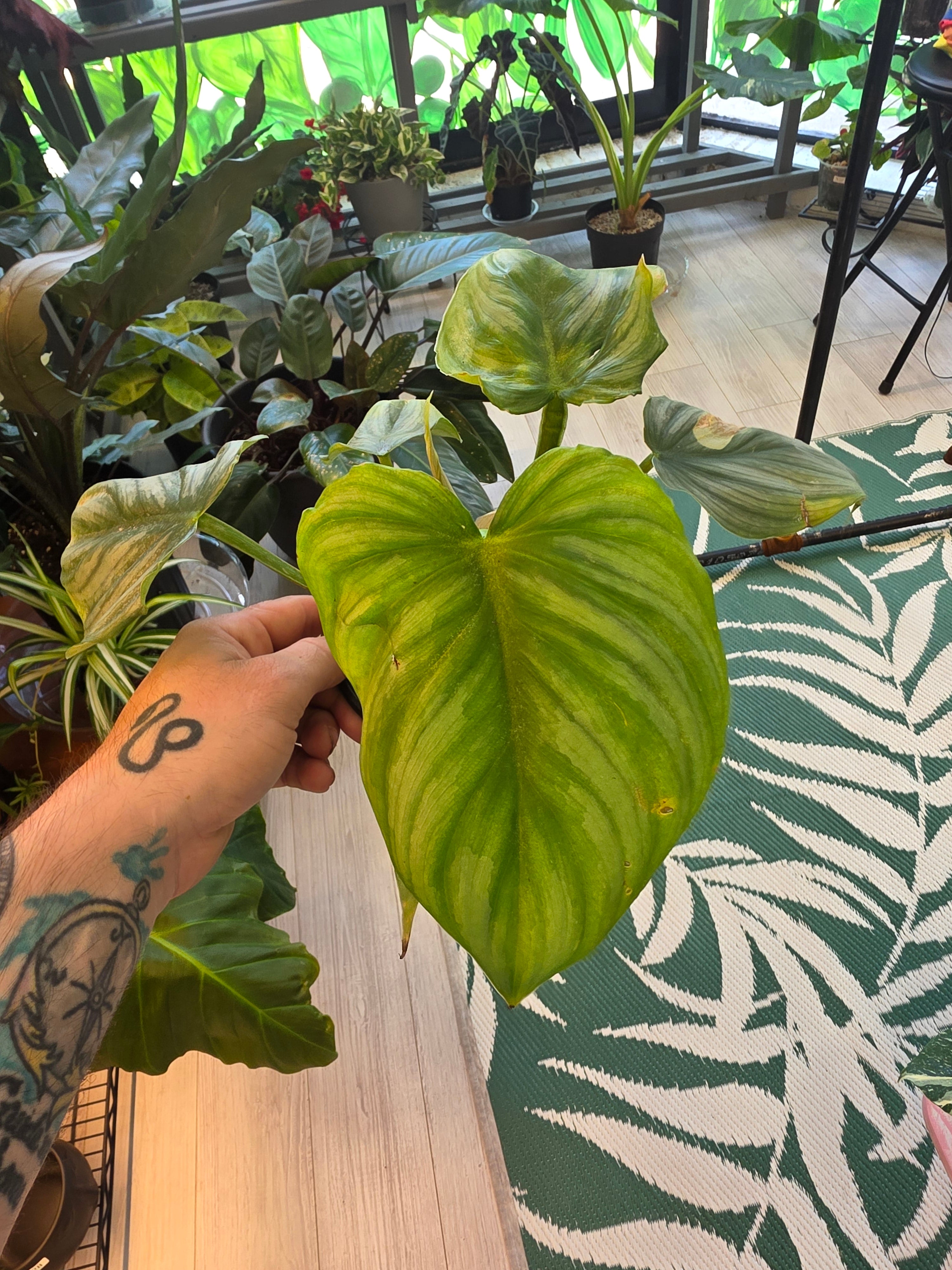 Philodendron Pastazanum Silver
