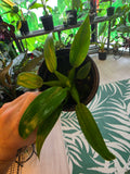 Philodendron Fat Boy