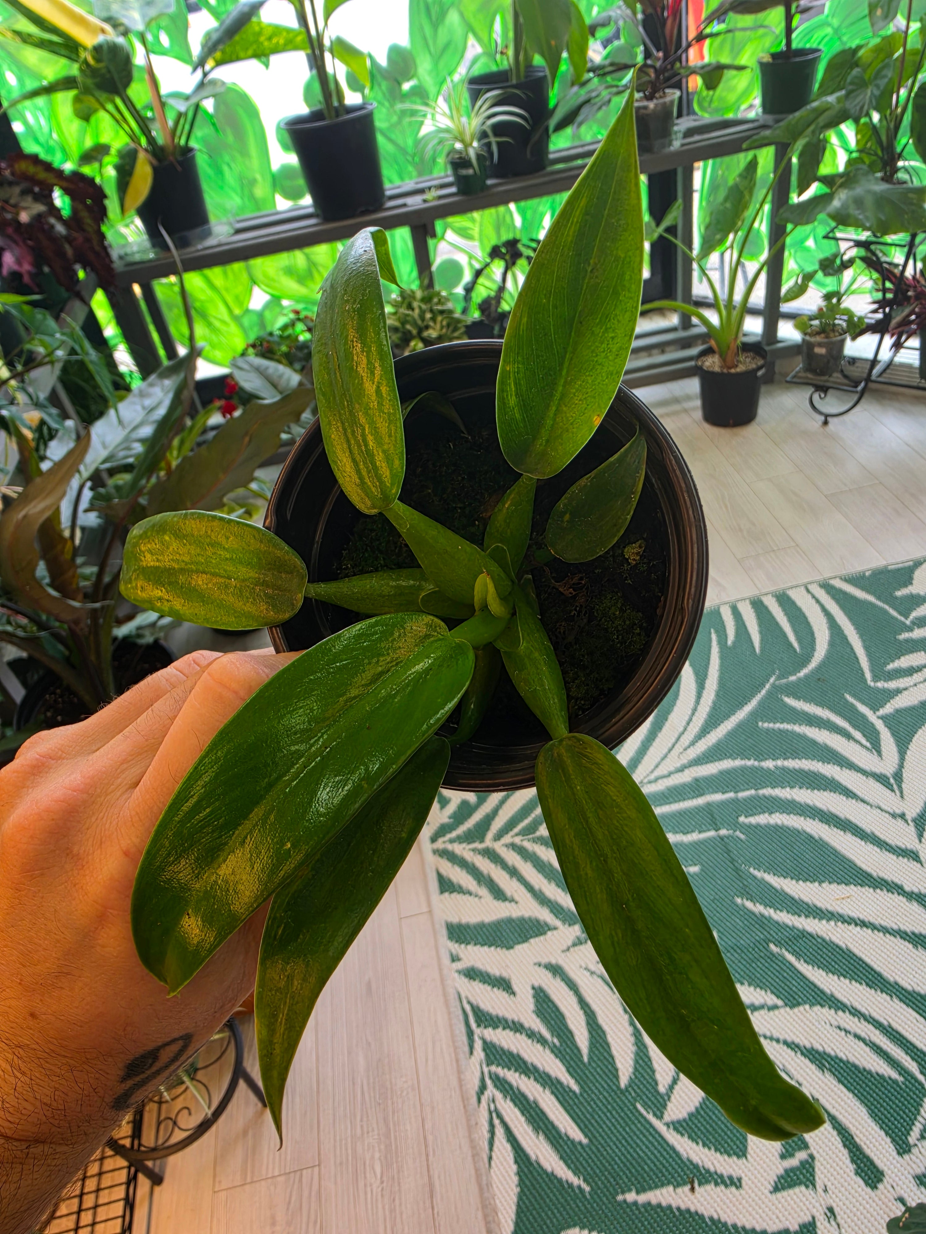 Philodendron Fat Boy