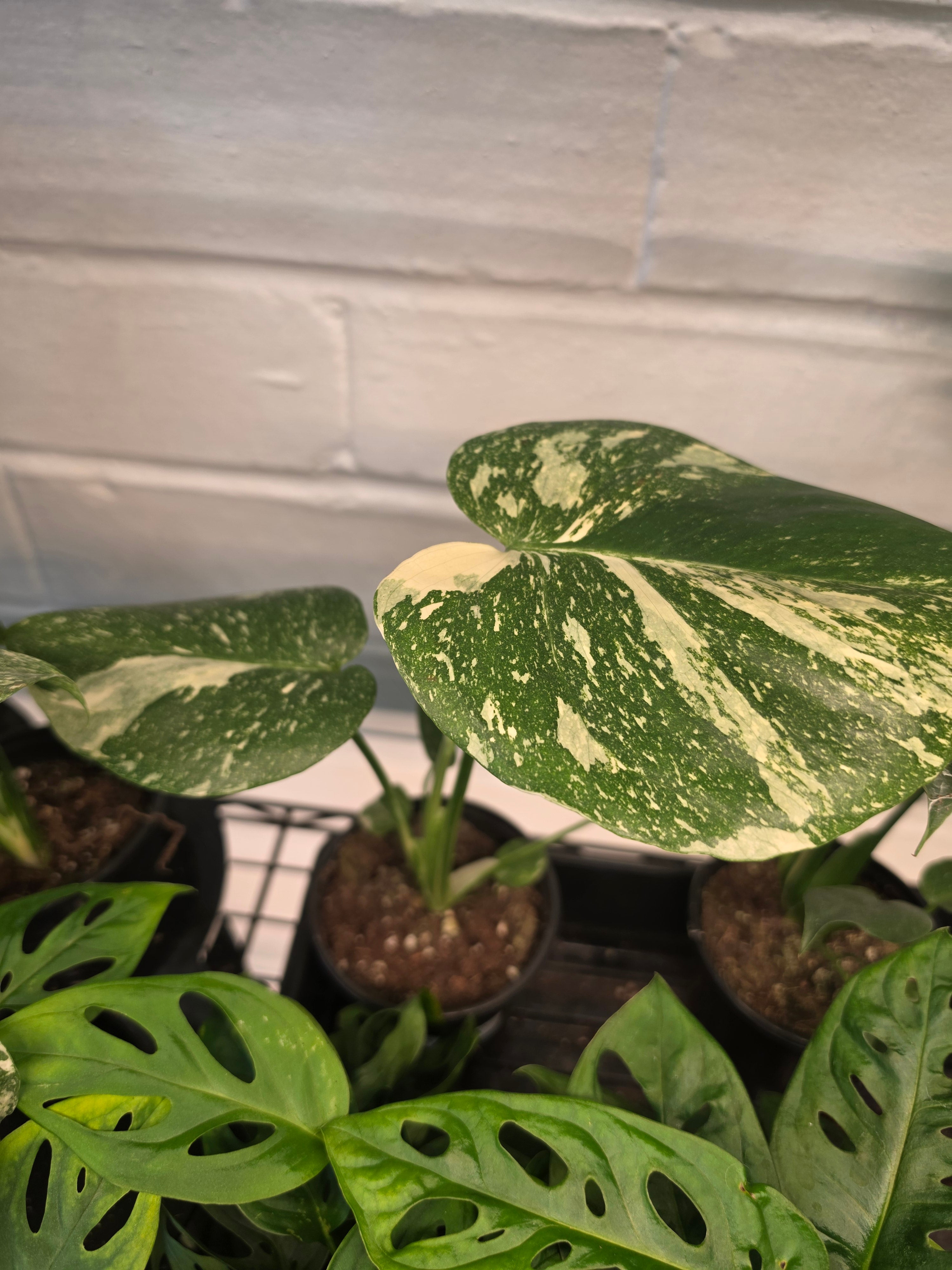 Monstera Thai Con