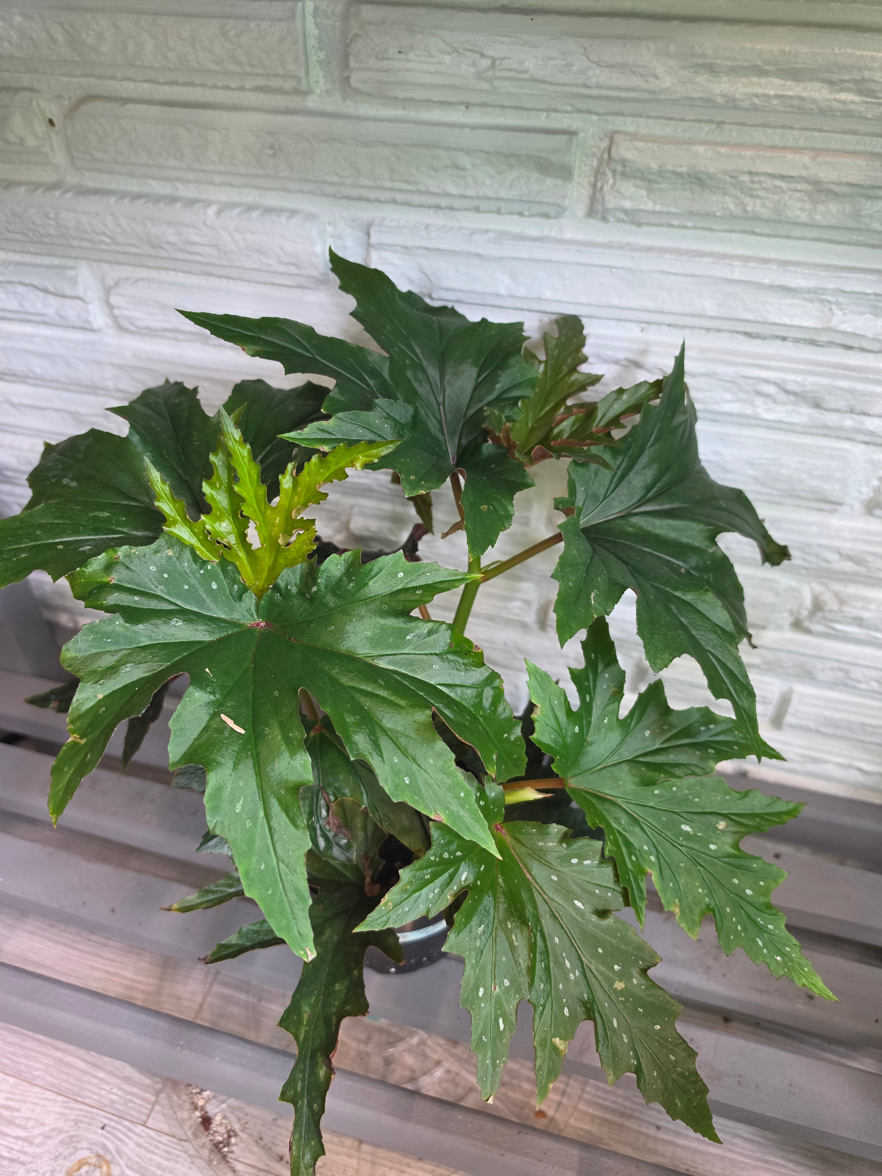 Begonia Angel Wing