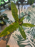 Philodendron Ring of Fire