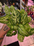 Syngonium Batik