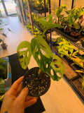 Monstera Adansonii Aurea