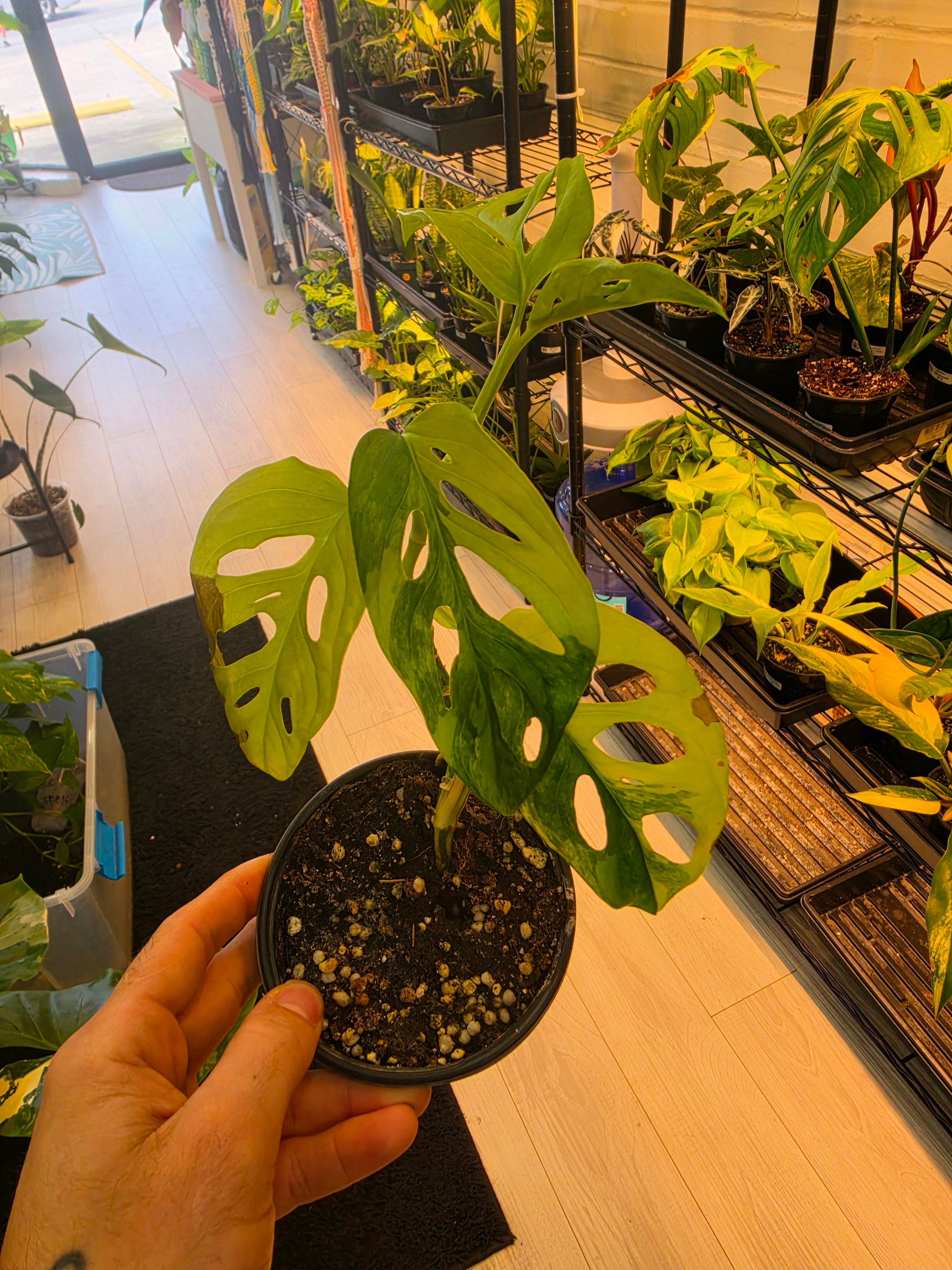 Monstera Adansonii Aurea