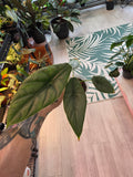 Alocasia Puncakborneesis