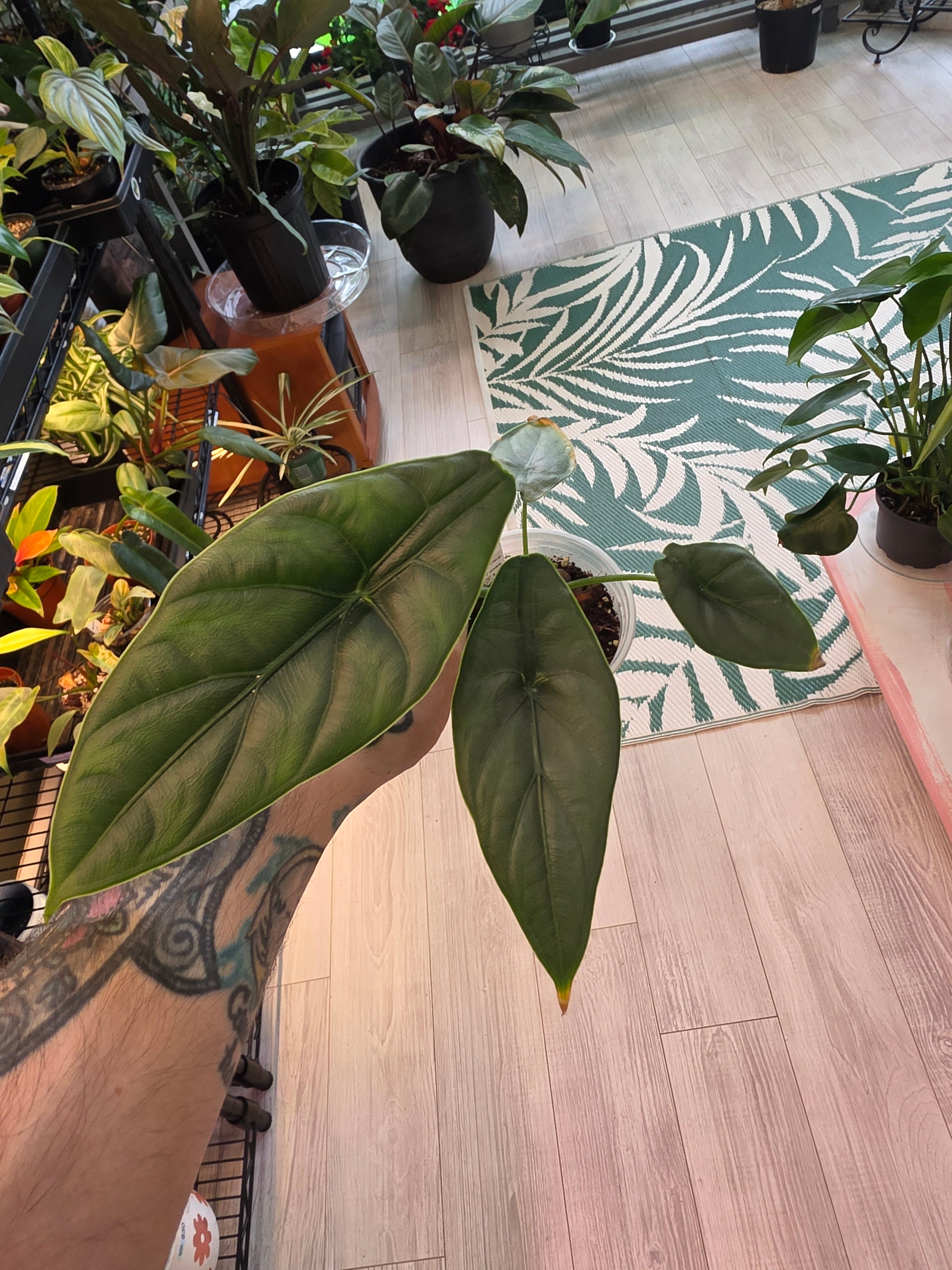 Alocasia Puncakborneesis