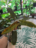 Philodendron Atabopense