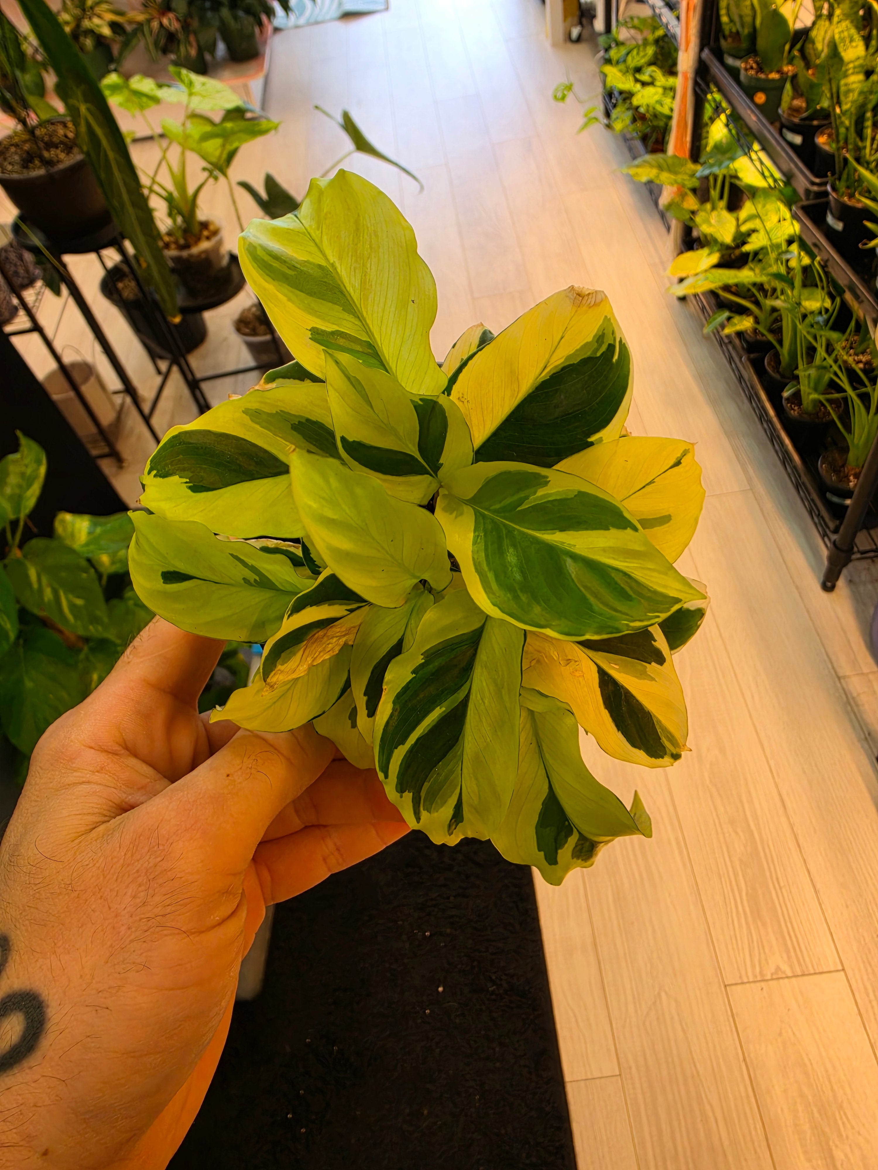 Calathea Yellow Fusion