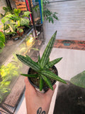 Sanseveria Fat Man