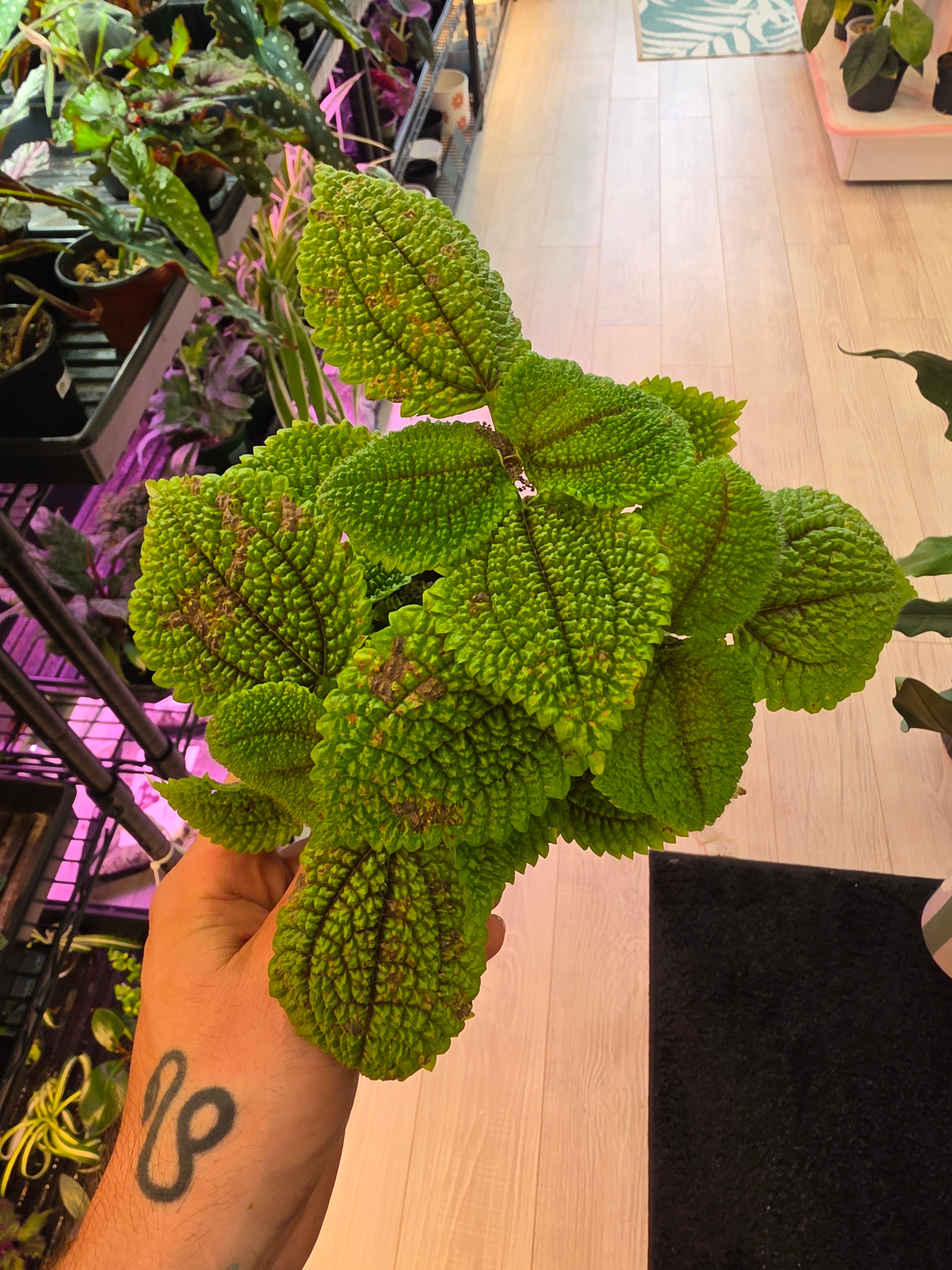 Pilea Moon Valley