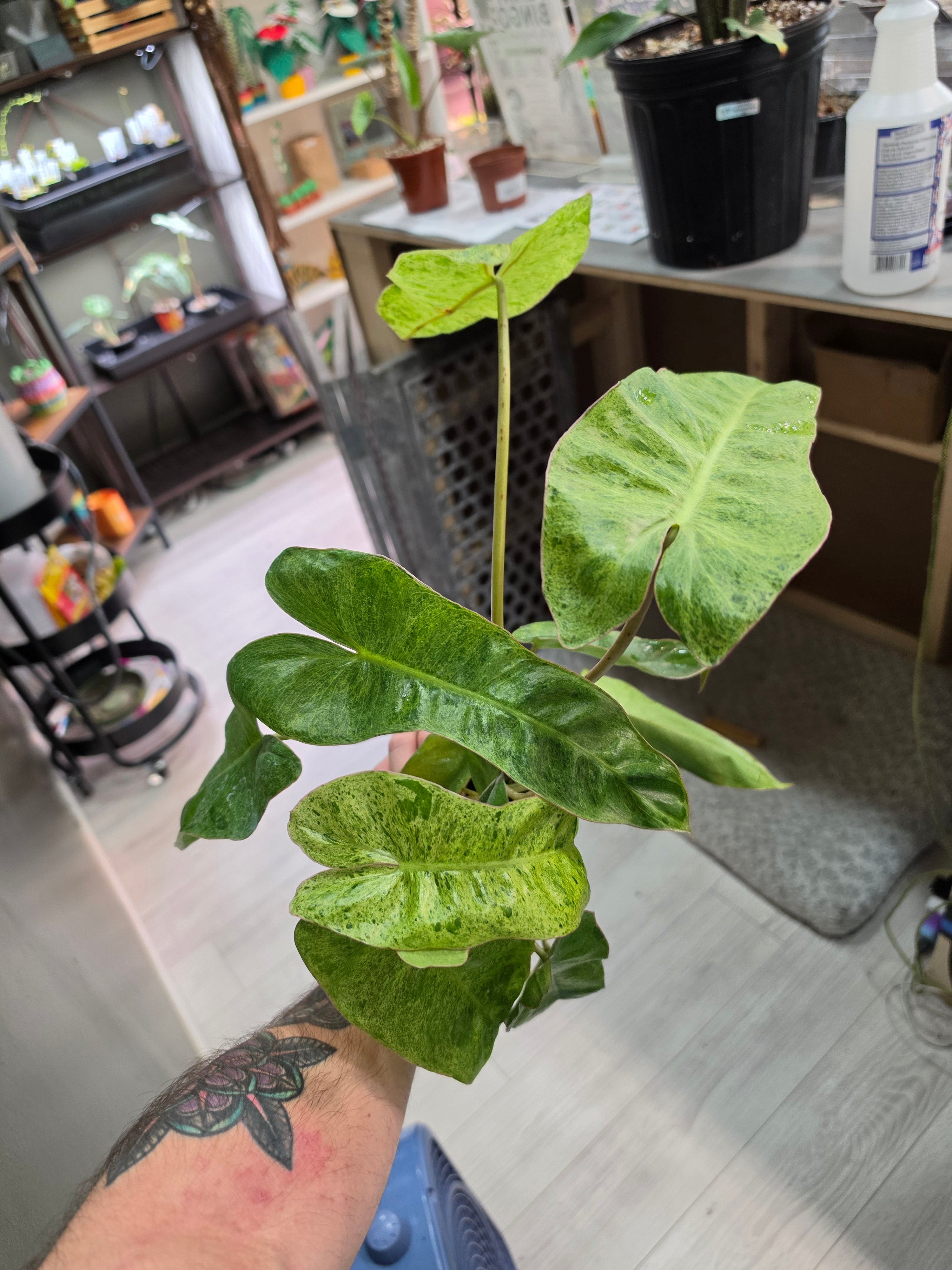 Philodendron Paraiso Verde