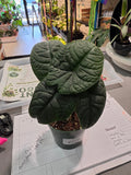 Alocasia Melo