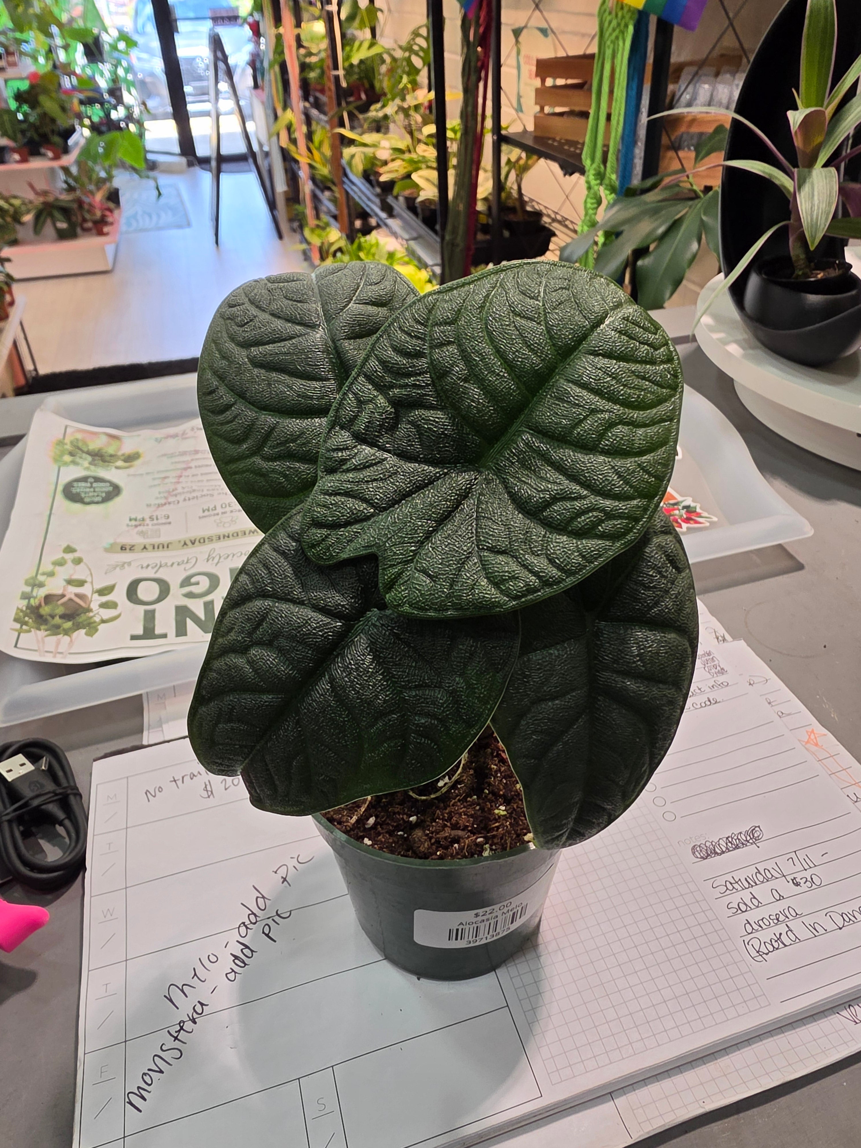 Alocasia Melo