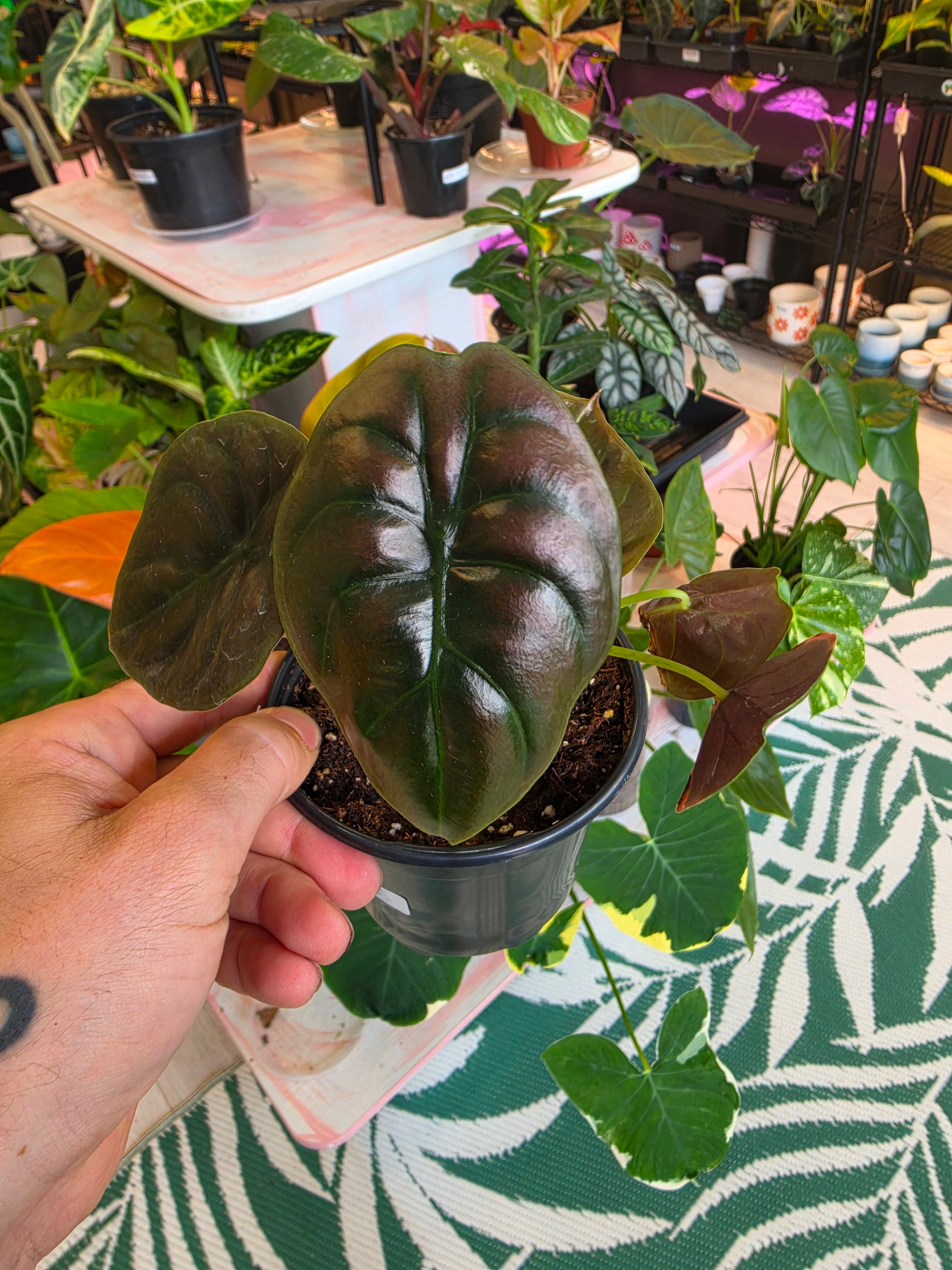 Alocasia Cuprea