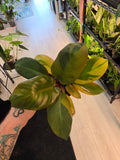 Philodendron Variegated Black Cardinal