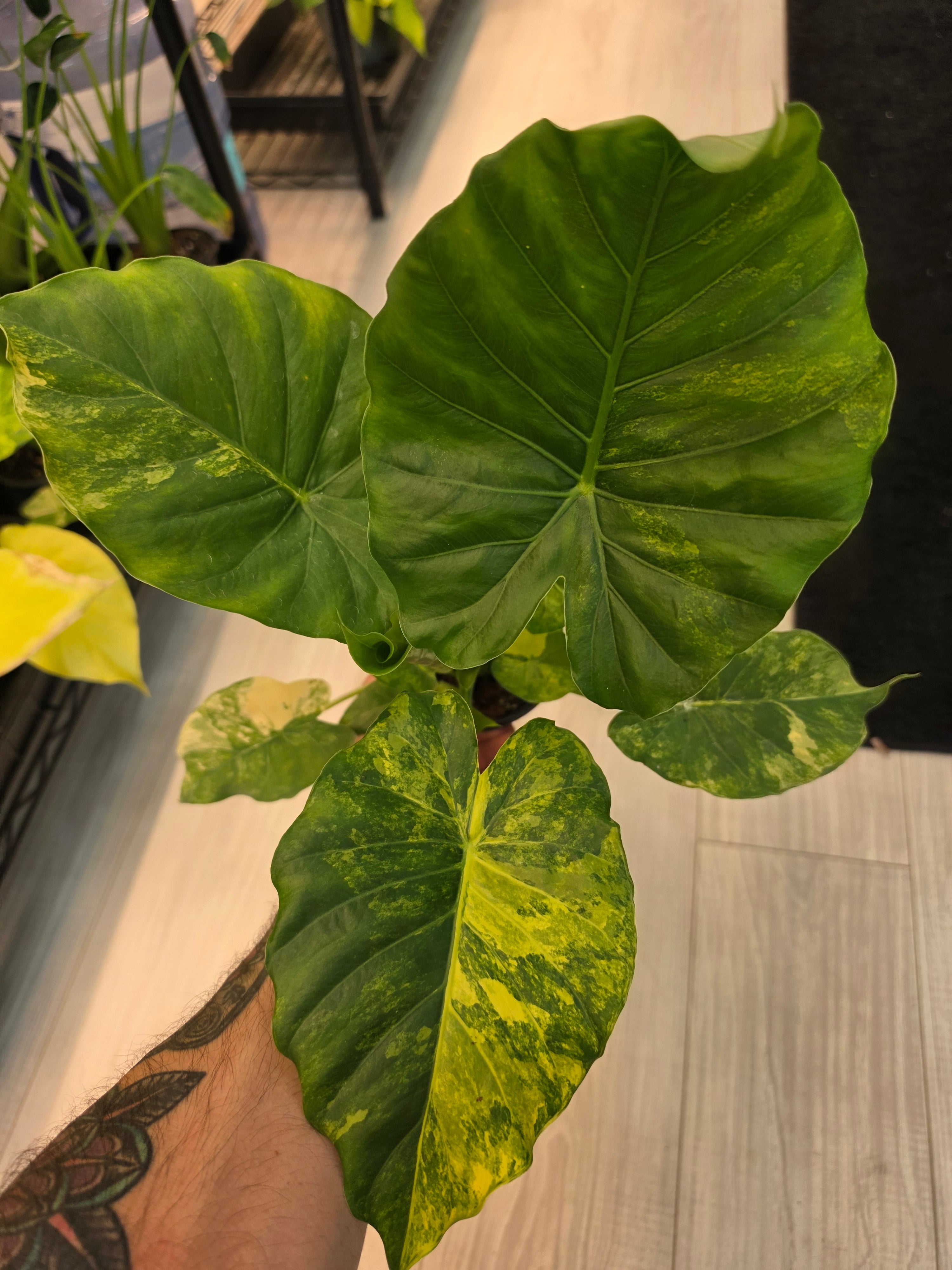 Alocasia Gagnea Aurea