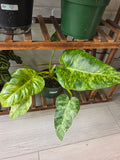 Philodendron Giganteum Blizzard