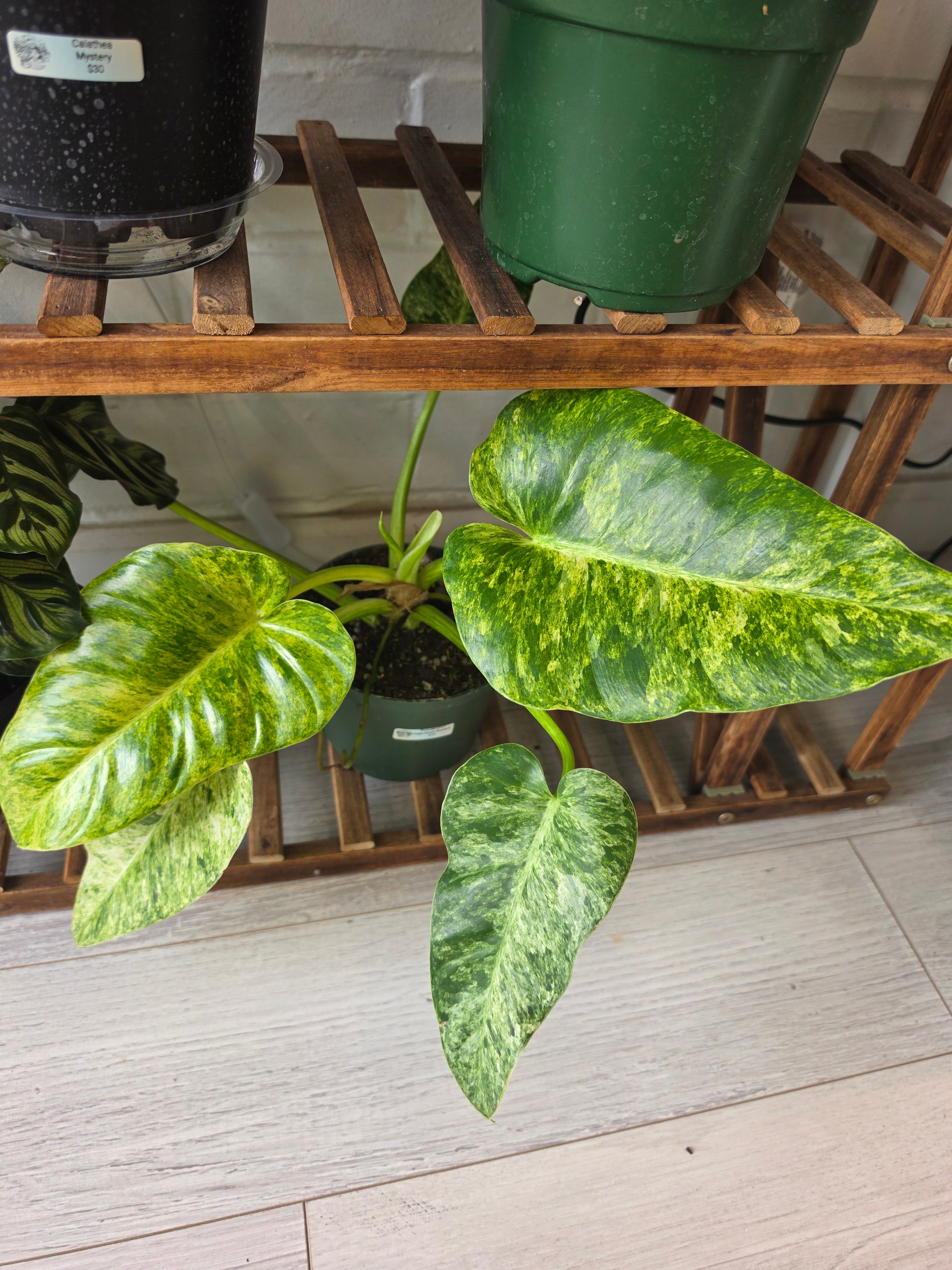 Philodendron Giganteum Blizzard