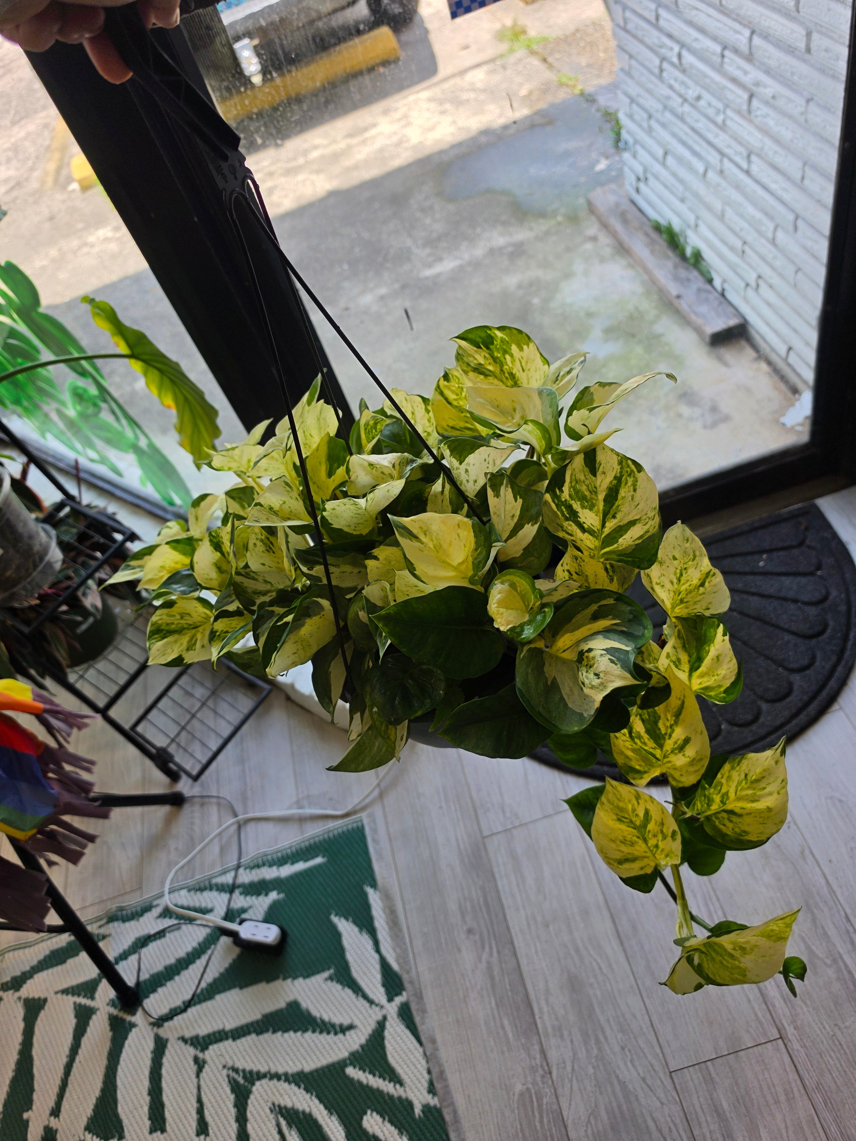 Manjula Pothos