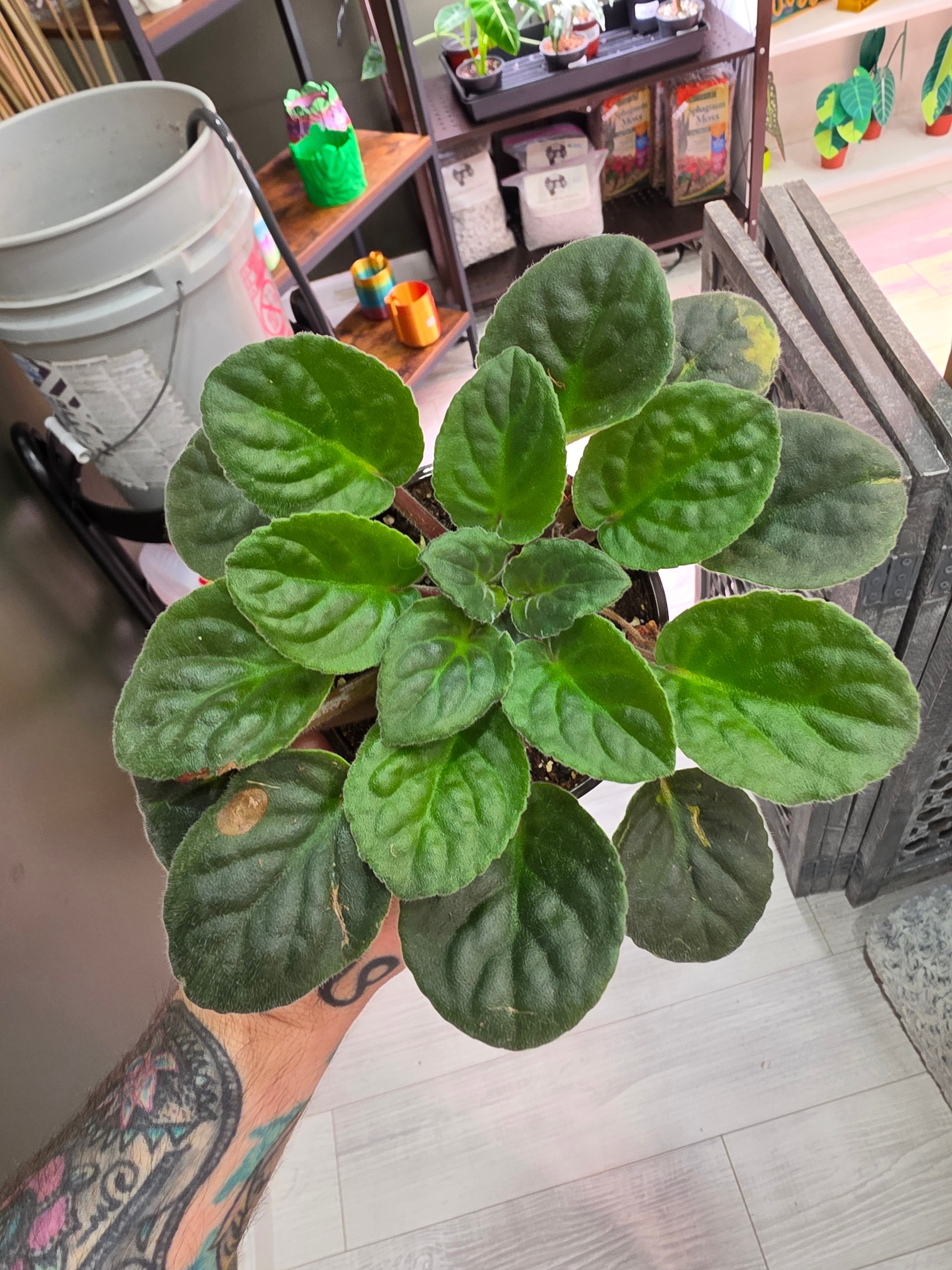 African Violet