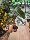 Alocasia Morocco