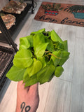 Philodendron Neon Heartleaf