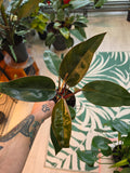 Philodendron Rojo Congo