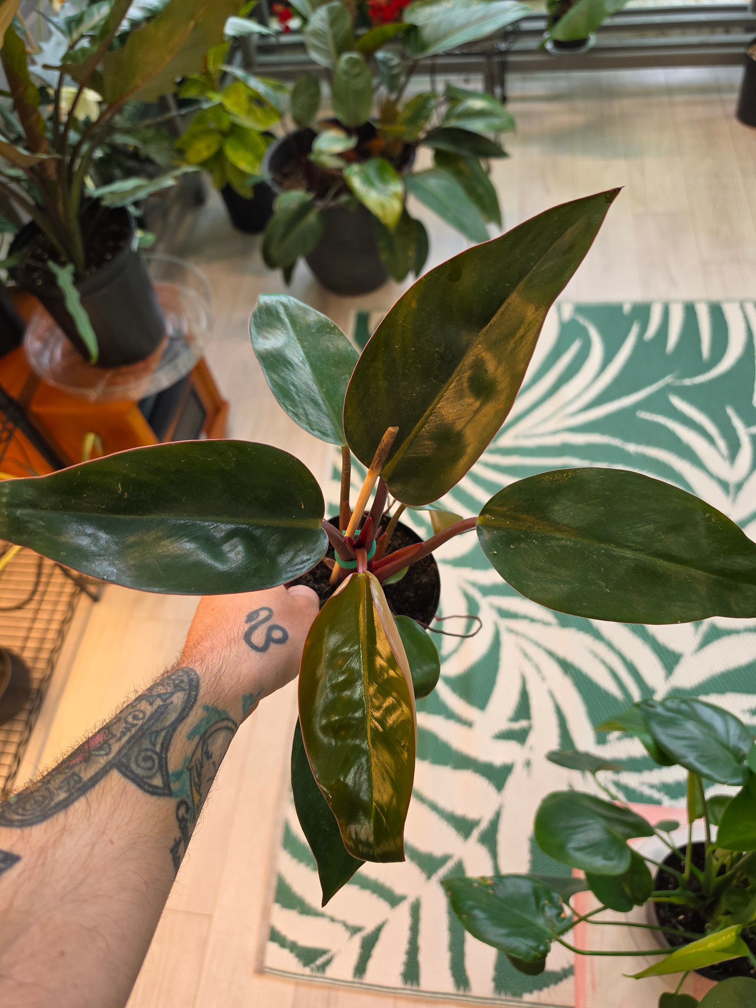 Philodendron Rojo Congo