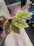 Begonia White Ice