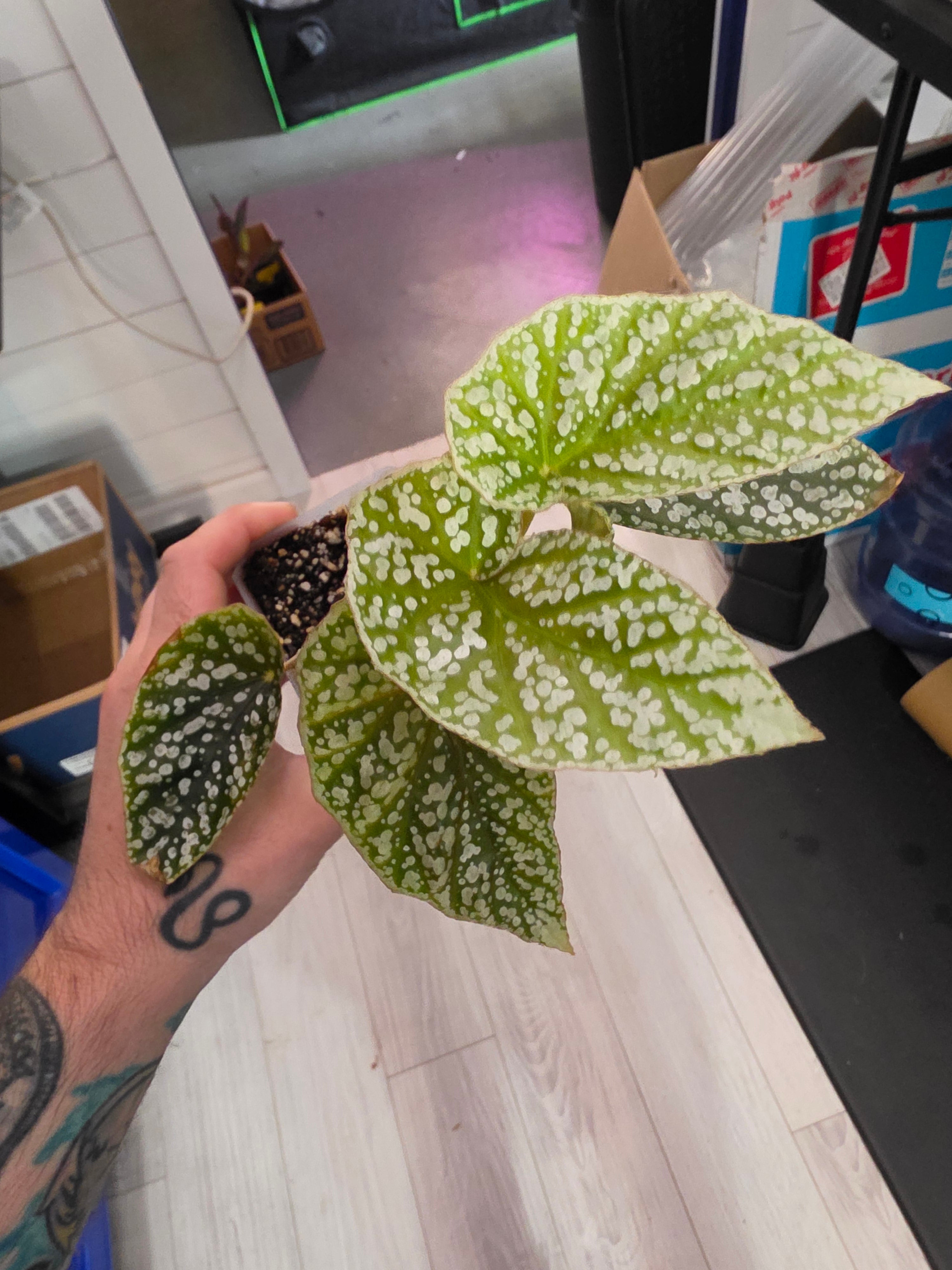 Begonia White Ice