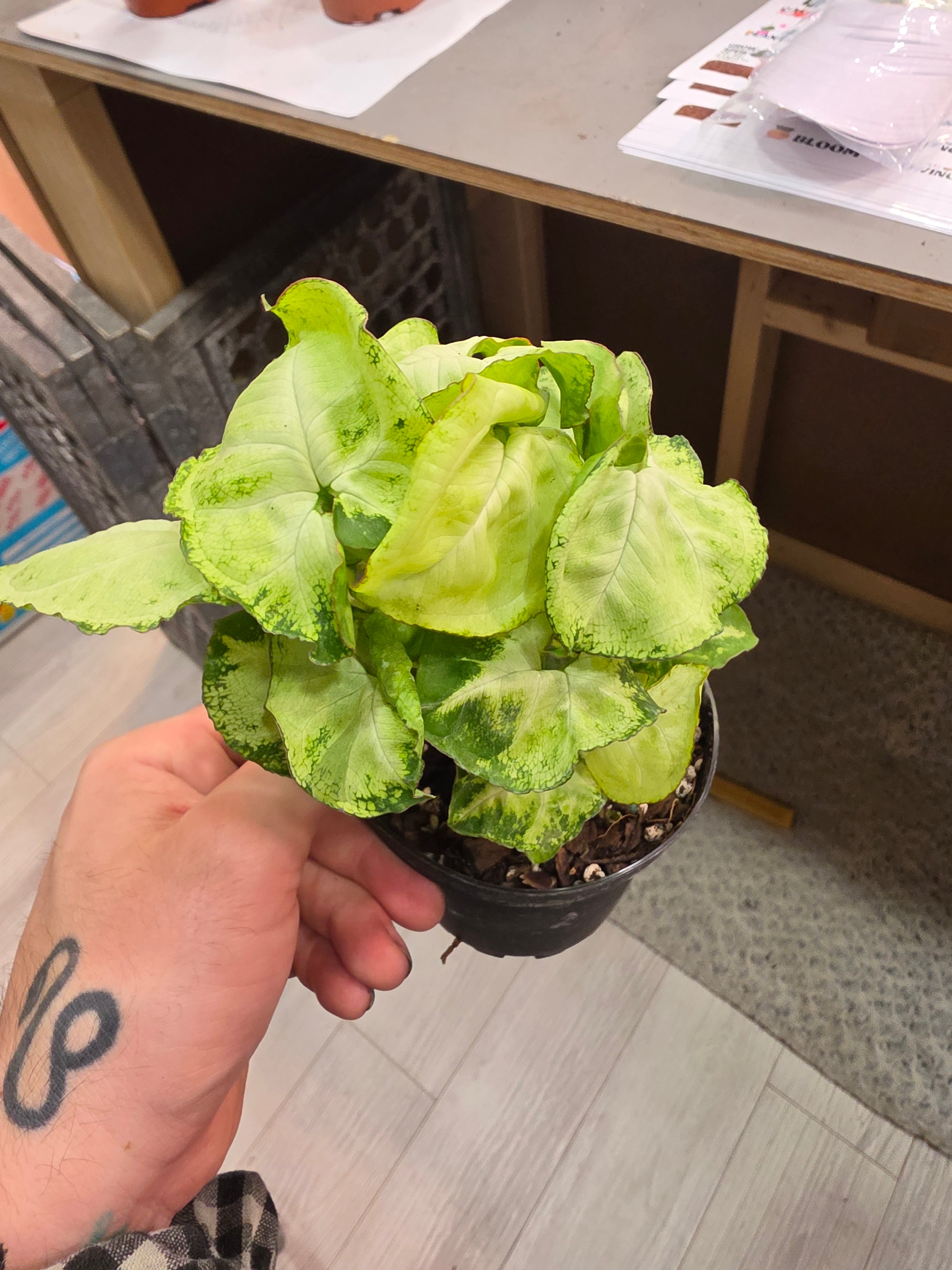Syngonium White Pixie