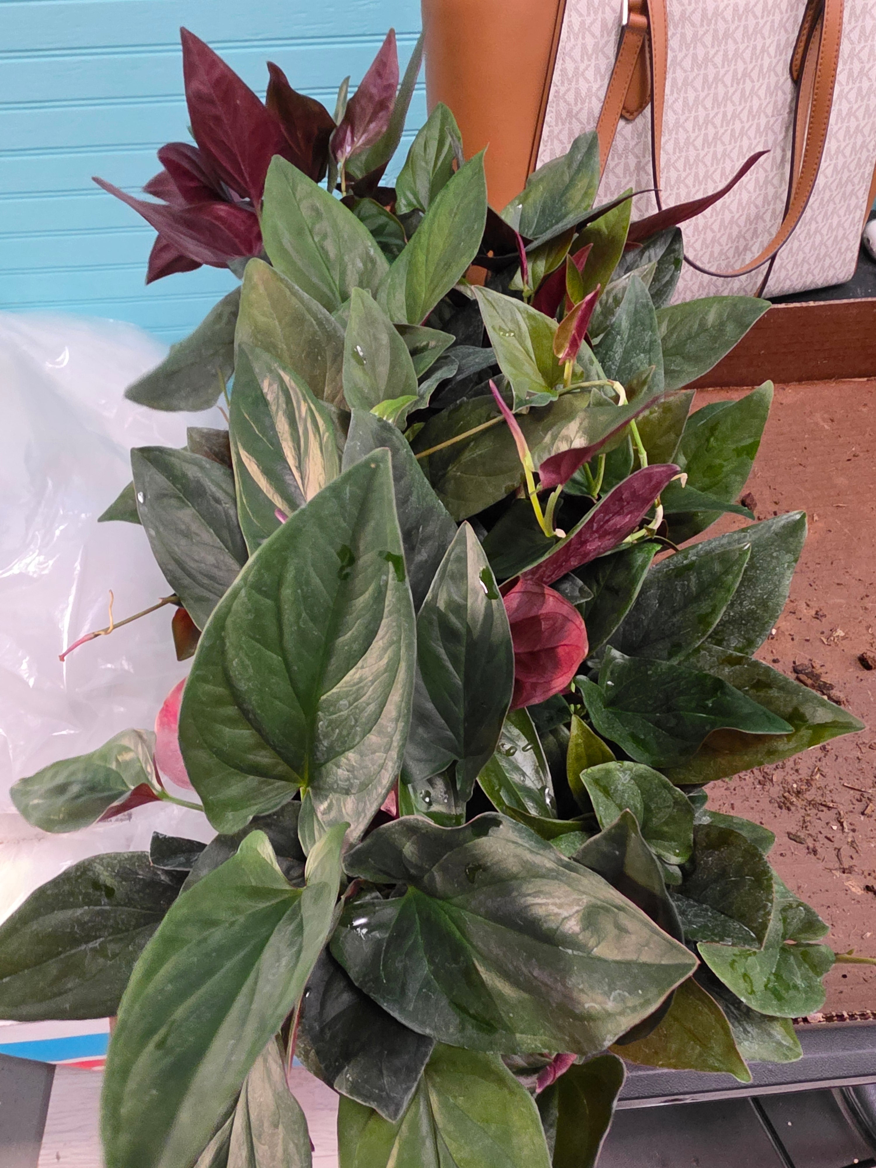 Syngonium Red Arrow