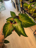 Caladium Snow Beef