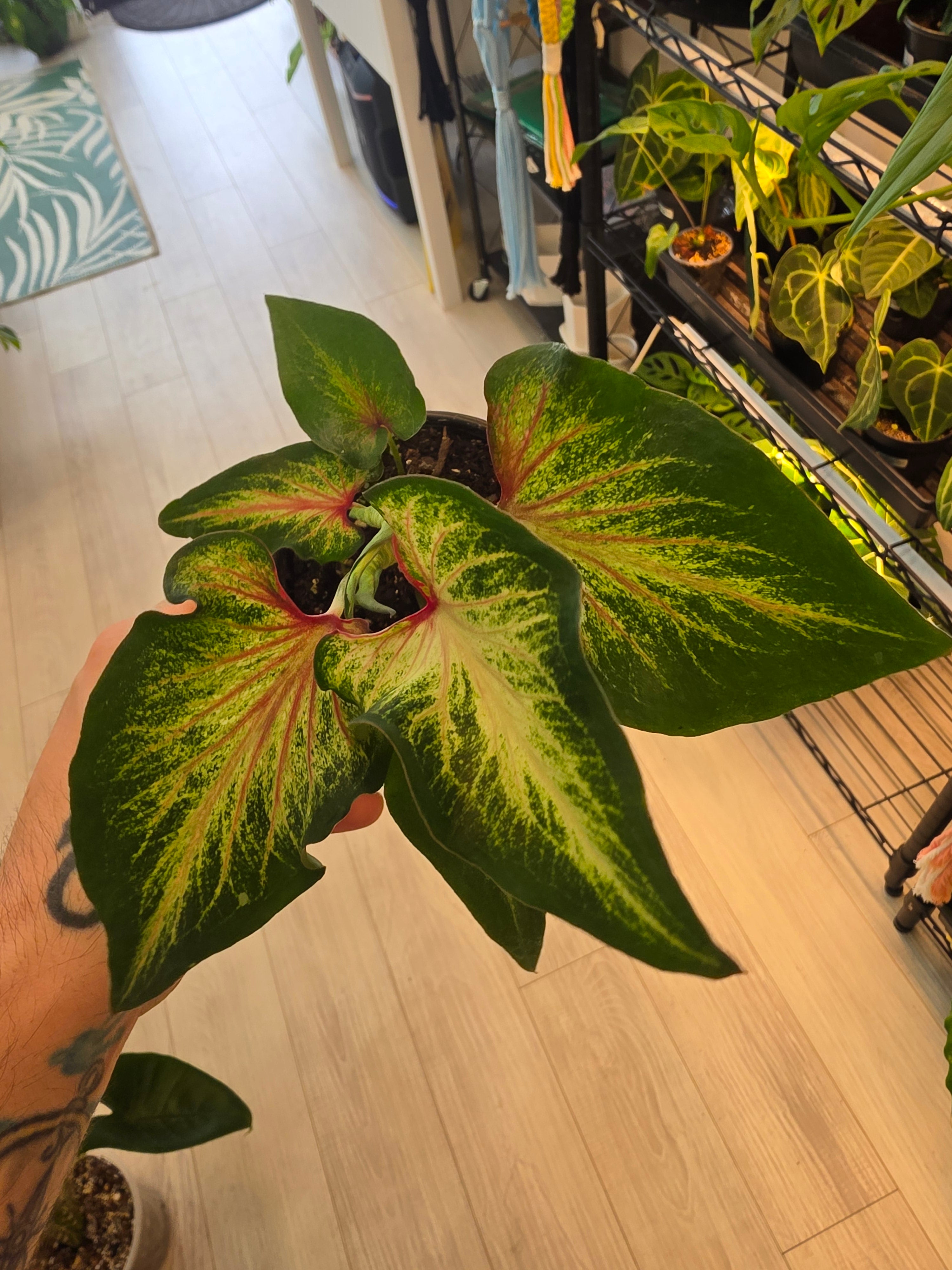 Caladium Snow Beef