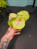 Syngonium Gold