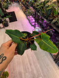 Philodendron Billietae
