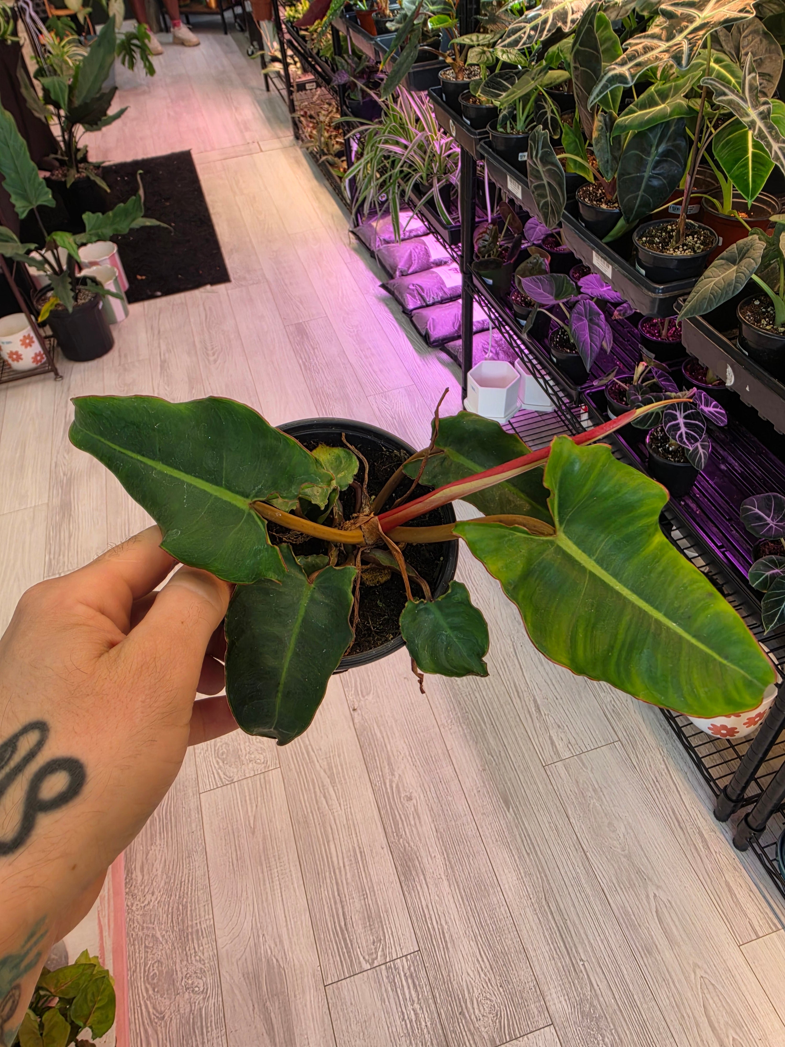 Philodendron Billietae