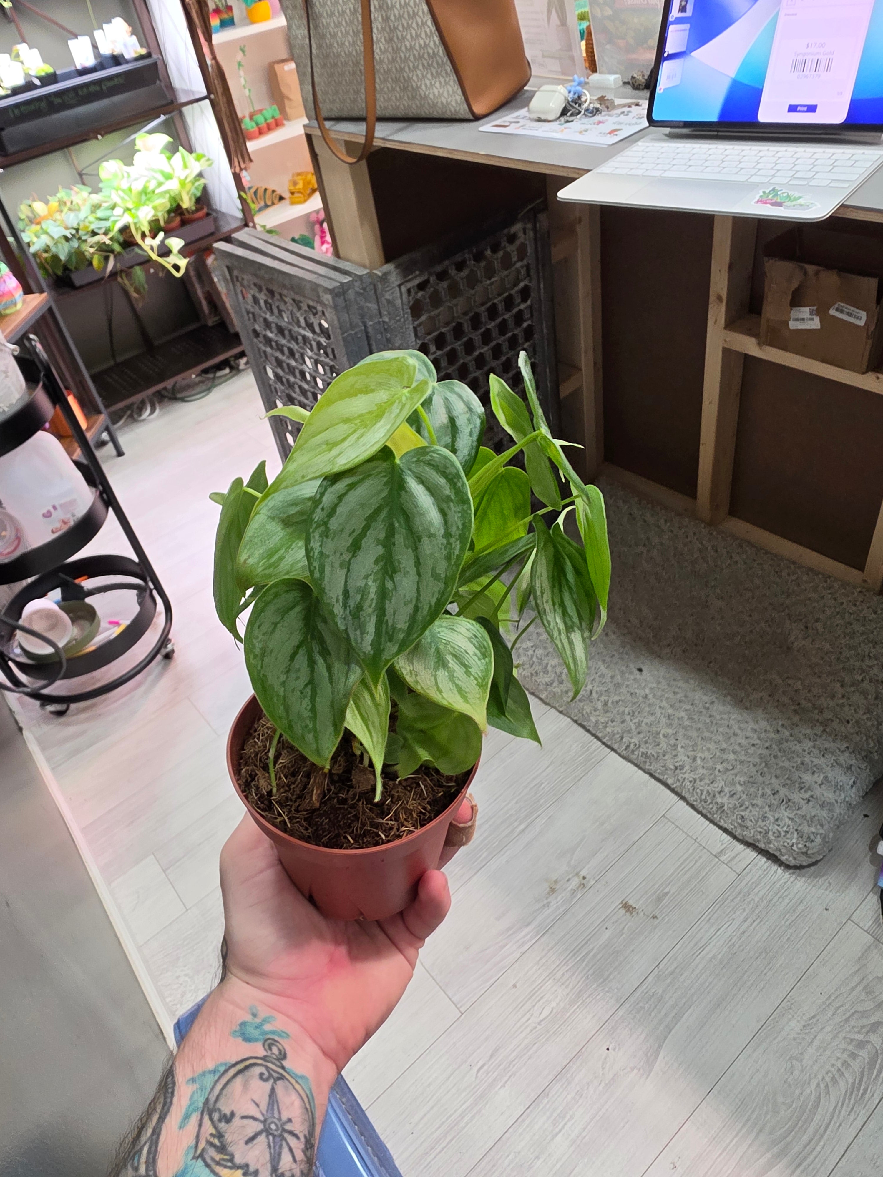 Philodendron Brandi
