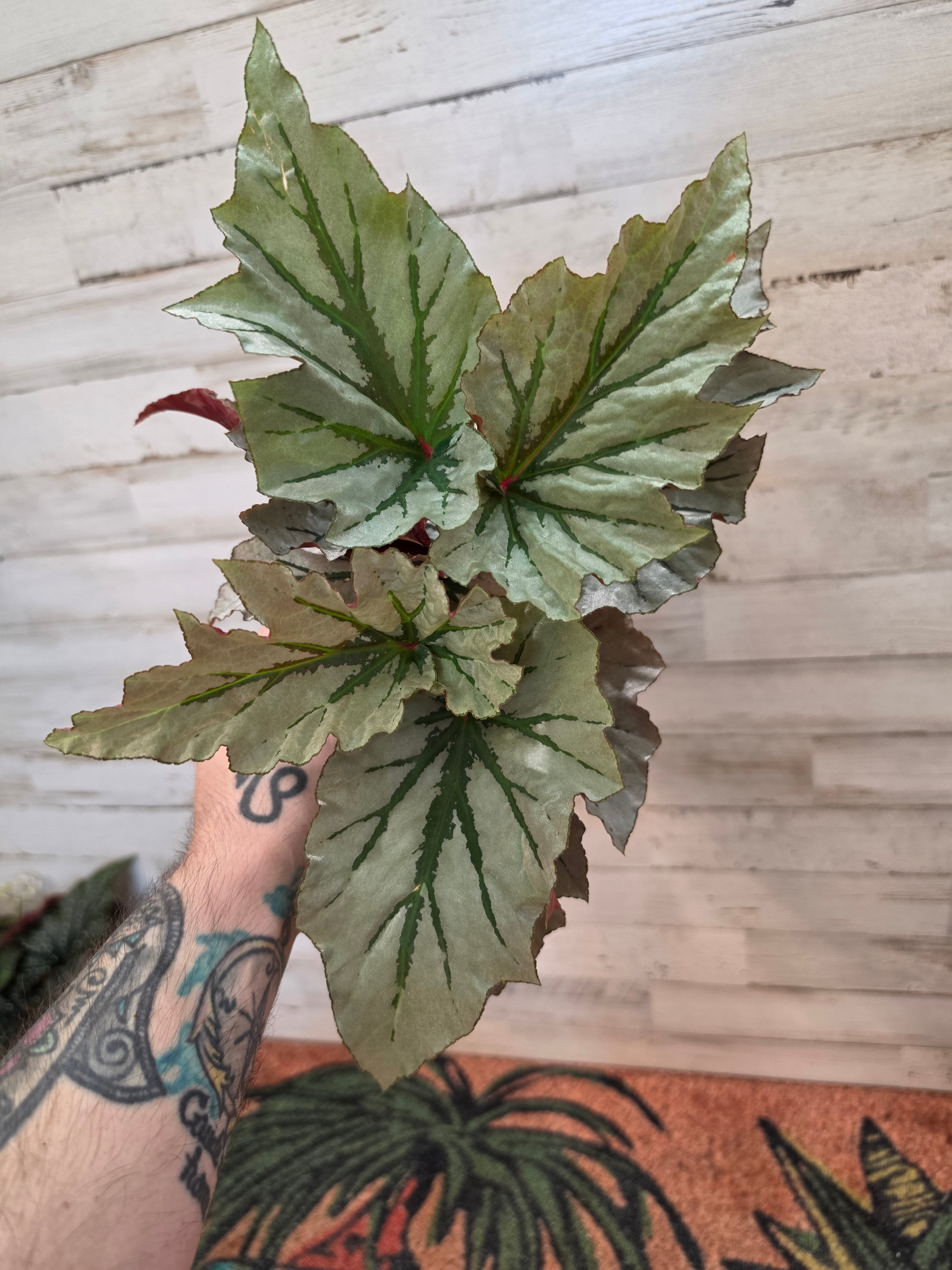 Begonia Looking Glass