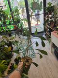 Philodendron Mutated Paraiso Verde