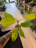 Philodendron Golden Goddess