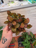 Fittonia Juanita (red)