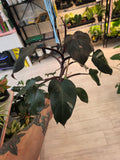 Philodendron Red Anderson
